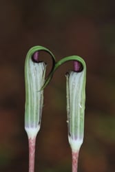 Photo 8 of Arisaema triphyllum