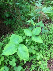 Photo 2 of Arisaema triphyllum
