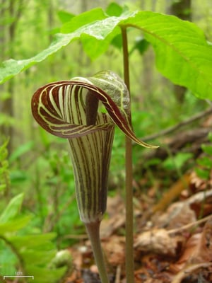 Photo 1 of Arisaema triphyllum