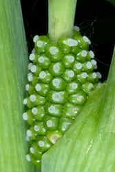 Photo 3 of Arisaema triphyllum