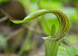 Photo 6 of Arisaema triphyllum
