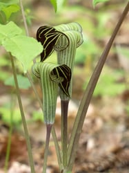 Photo 7 of Arisaema triphyllum