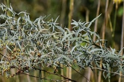 Photo 9 of Artemisia dracunculus