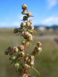 Photo 5 of Artemisia dracunculus