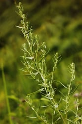 Photo 2 of Artemisia dracunculus