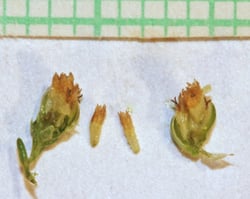 Photo 6 of Artemisia dracunculus