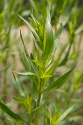 Photo 3 of Artemisia dracunculus