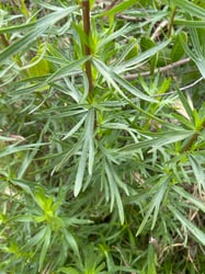 Photo 4 of Artemisia dracunculus