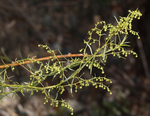 Photo 1 of Artemisia dracunculus