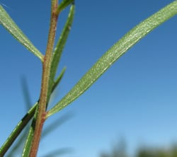 Photo 7 of Artemisia dracunculus