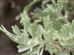 Photo 4 of Artemisia spp.