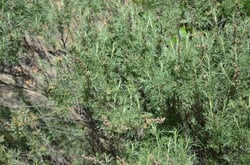Photo 6 of Artemisia spp.
