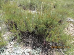 Photo 3 of Artemisia spp.