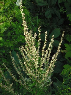 Photo 1 of Artemisia spp.