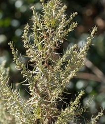 Photo 7 of Artemisia spp.