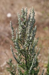 Photo 8 of Artemisia spp.
