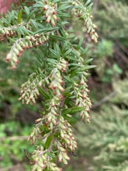 Photo 9 of Artemisia spp.