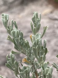 Photo 2 of Artemisia spp.