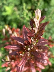 Photo 5 of Artemisia spp.