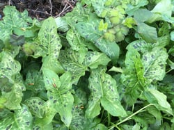 Photo 2 of Arum maculatum