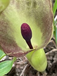 Photo 8 of Arum maculatum