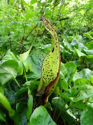 Photo 5 of Arum maculatum