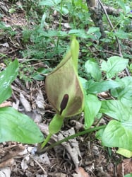 Photo 9 of Arum maculatum