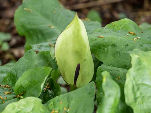 Photo 1 of Arum maculatum