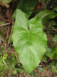 Photo 7 of Arum maculatum