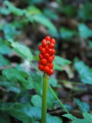 Photo 4 of Arum maculatum