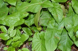 Photo 6 of Arum maculatum