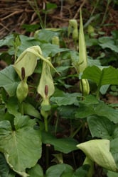 Photo 3 of Arum maculatum