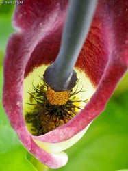 Photo 2 of Arum Palaestinum