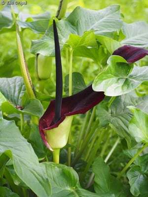 Photo 1 of Arum Palaestinum
