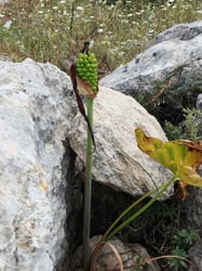 Photo 3 of Arum Palaestinum