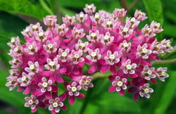 Photo 2 of Asclepias spp.