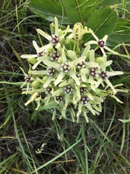 Photo 4 of Asclepias spp.