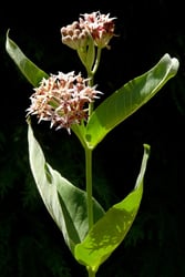 Photo 3 of Asclepias spp.