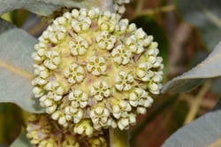 Photo 9 of Asclepias spp.