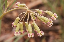 Photo 7 of Asclepias spp.