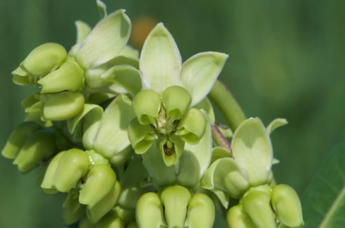 Photo 1 of Asclepias spp.