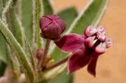 Photo 6 of Asclepias spp.