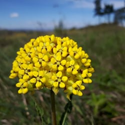 Photo 5 of Asclepias spp.