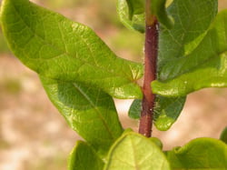 Photo 6 of Asclepias tuberosa