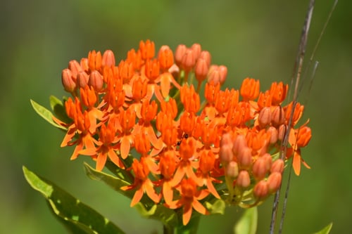 Photo 1 of Asclepias tuberosa