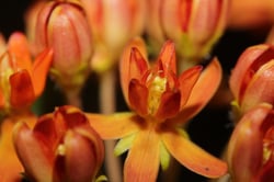 Photo 4 of Asclepias tuberosa
