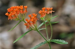 Photo 9 of Asclepias tuberosa