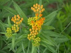 Photo 8 of Asclepias tuberosa