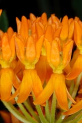 Photo 3 of Asclepias tuberosa