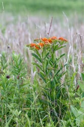 Photo 7 of Asclepias tuberosa